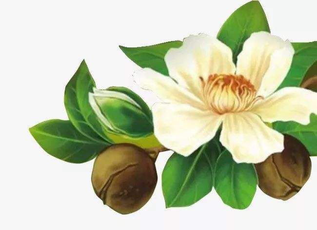 Application of Camellia Seed Oil in Cosmetics Industry